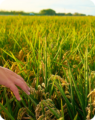 Farmer using digital tools for crop management
