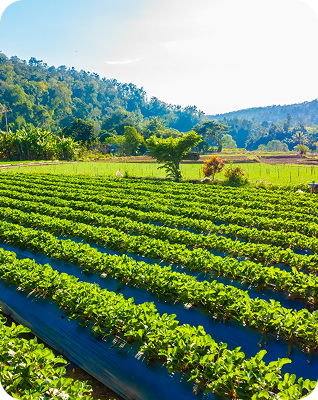 Real-time market insights dashboard