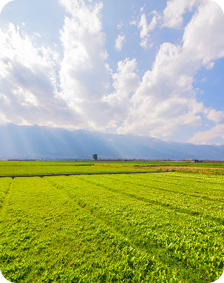 Weather and crop advisory interface